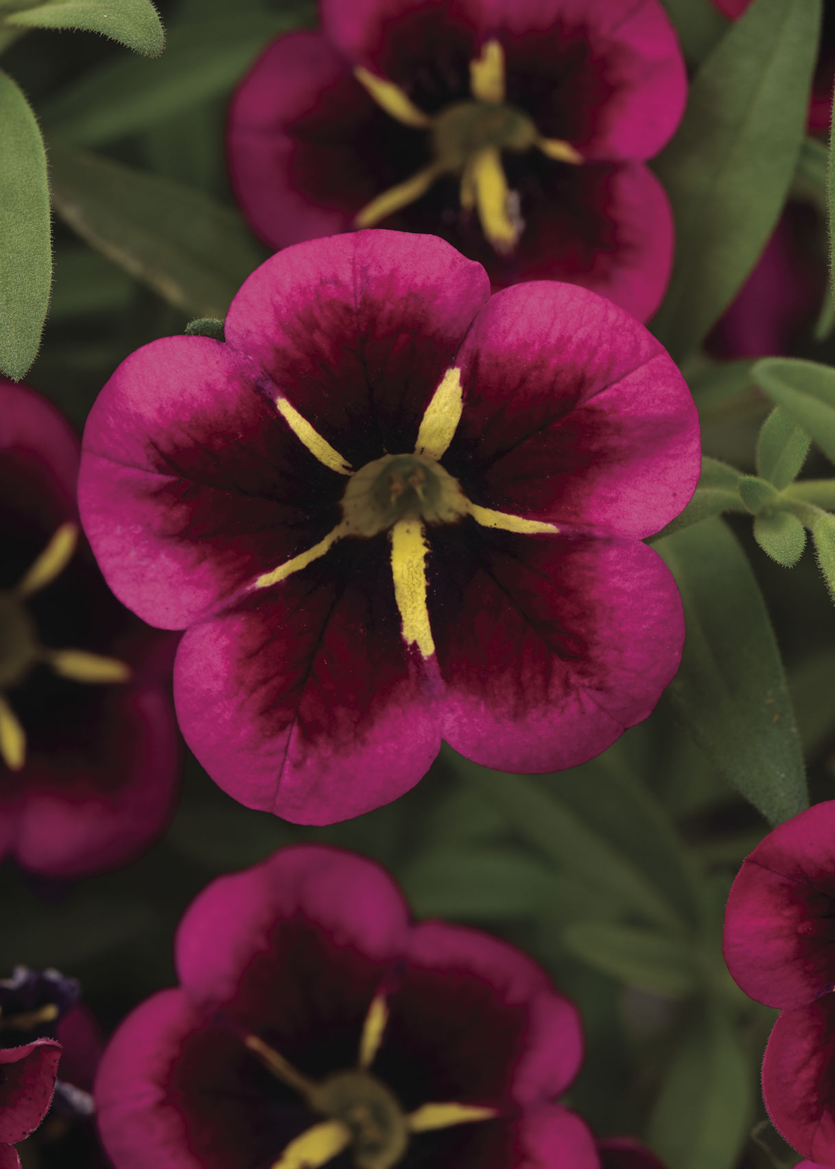 Calibrachoa-Cabaret-Good-Night-Kiss-24297_AL.jpg